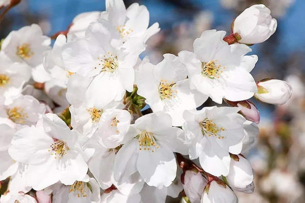 江浙滬庭院常用植物系列一櫻花