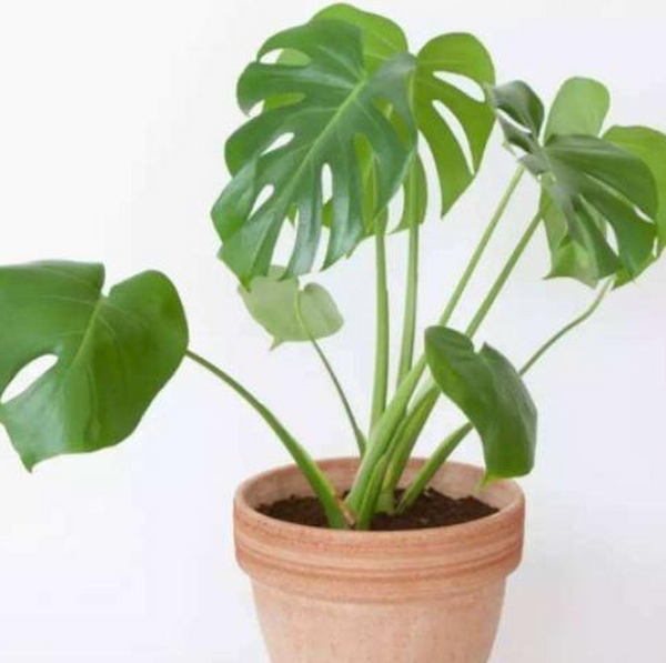 花园设计中龟背竹的介绍