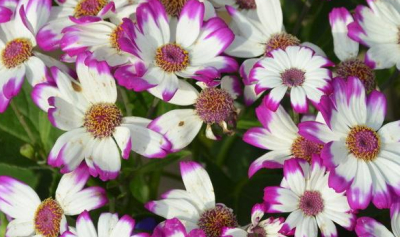 花園設計中瓜葉菊的介紹