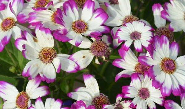 花园设计中瓜叶菊的介绍