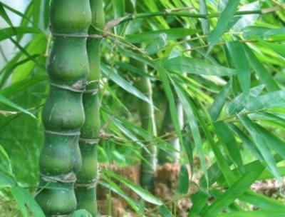 庭院設計中佛肚竹的介紹