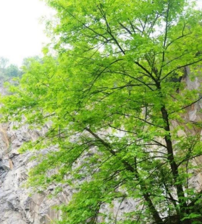 庭院設計中楓楊的介紹