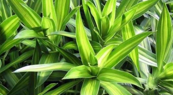 庭院设计中百合竹的栽培