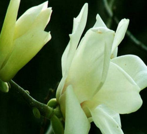 庭院设计中白兰花的种植