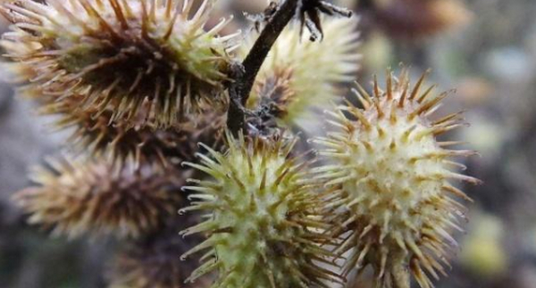 花园设计中苍耳的种植栽培