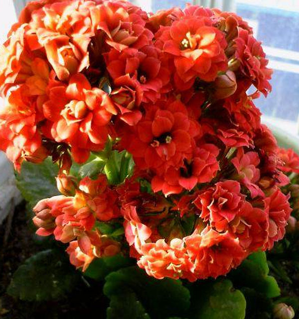 庭院设计中长命花的栽培