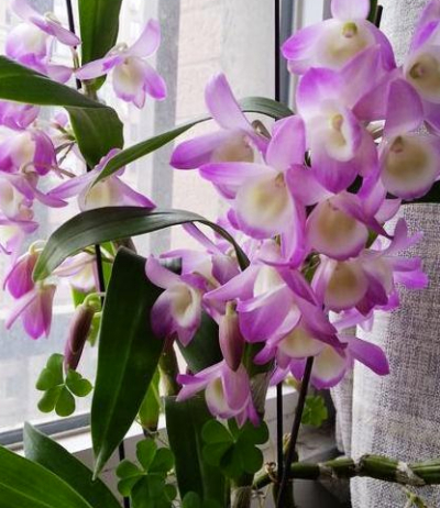 別墅花園景觀設計春石斛扦插繁衍辦法