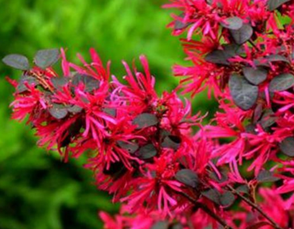 庭院设计中红花檵木的培植