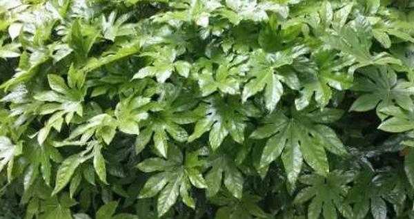 花园设计中八角金盘的种植