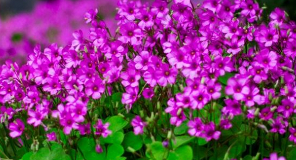 私家花园设计中红花酢浆草的种植