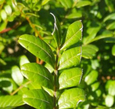 別墅花園設計里幽香木冬天怎么養