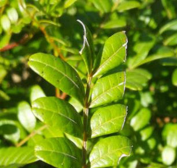 别墅花园设计里幽香木冬天怎么养