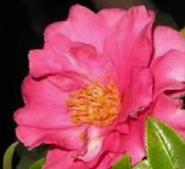 别墅花园设计里茶梅的水肥办理技巧