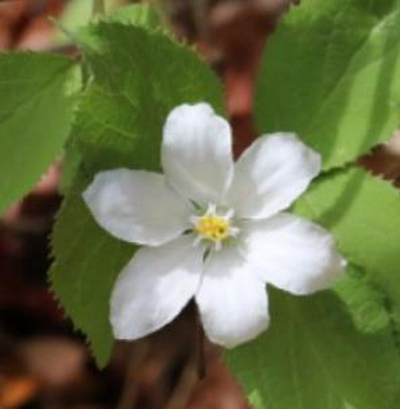 別墅花園設計里大花溲疏怎么扦插繁殖