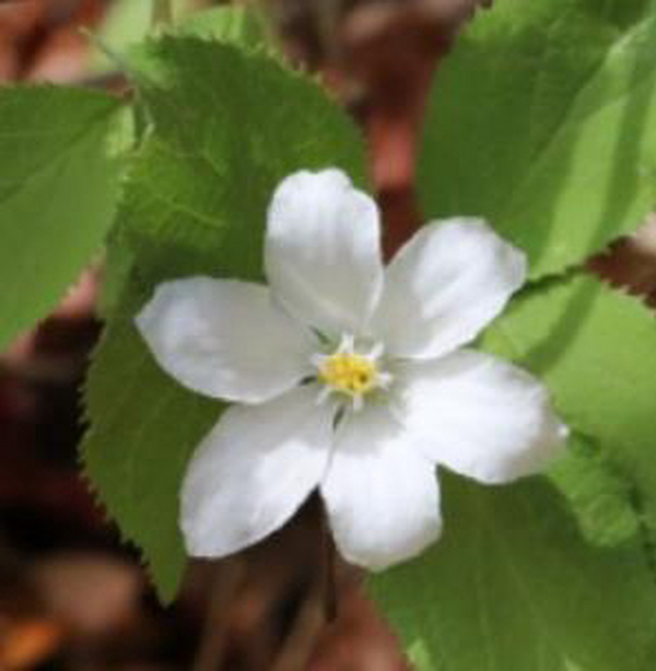 别墅花园设计里大花溲疏怎么扦插繁殖