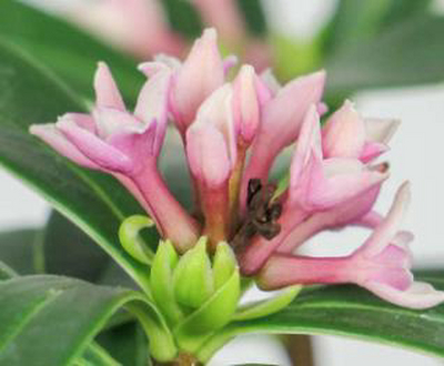 別墅花園設計里金邊瑞香怎樣修剪