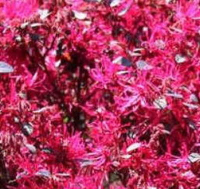 別墅花園設計里紅花繼木的換盆辦法