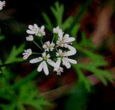 別墅花園設計里荷蘭芹和香菜的差異