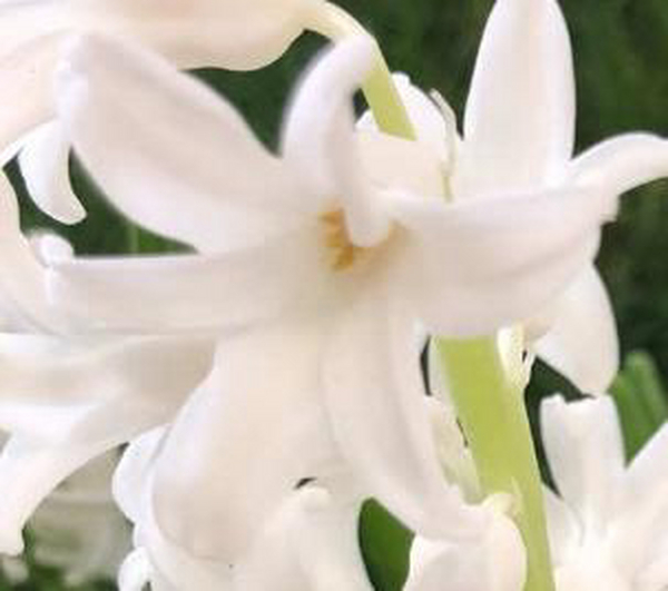 别墅花园设计里土养风信子如何浇水