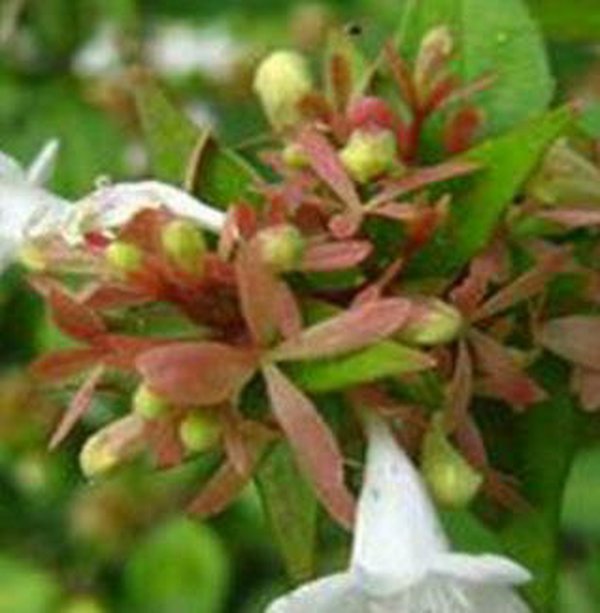 别墅花园设计里大花六道木怎么繁殖