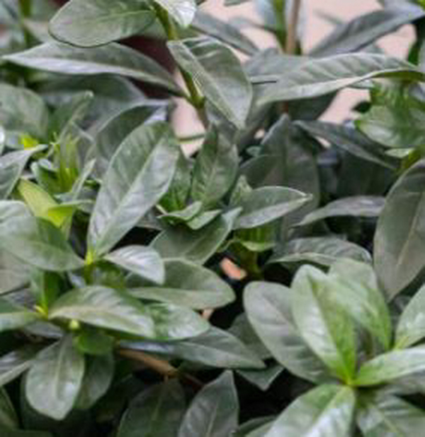 别墅花园设计里大叶栀子花怎样修剪