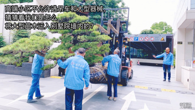 森肯園林工地紀實系列4--大型苗木的進場和種植