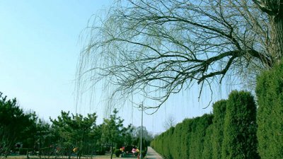 万桐园墓地价格是多少？