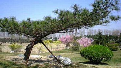 天慈墓园怎么去？在哪里？