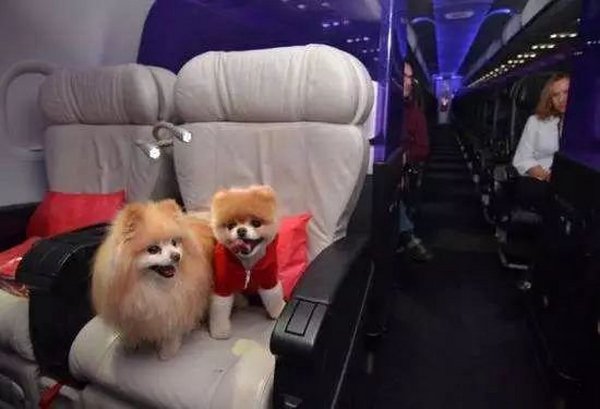 湖南长沙黄花机场可以带导盲犬上飞机吗？