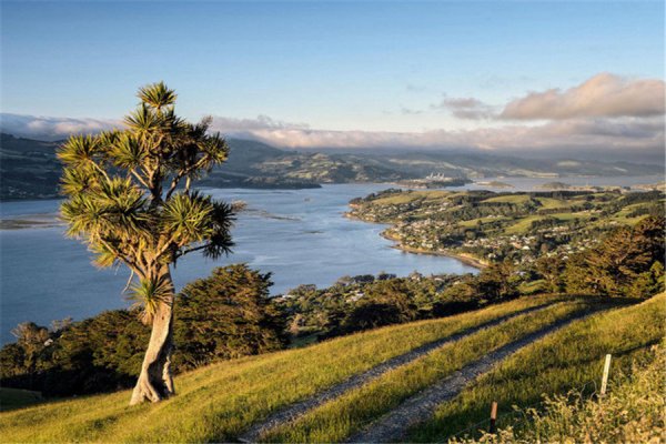 达尼丁回国攻略，达尼丁回国机票价格