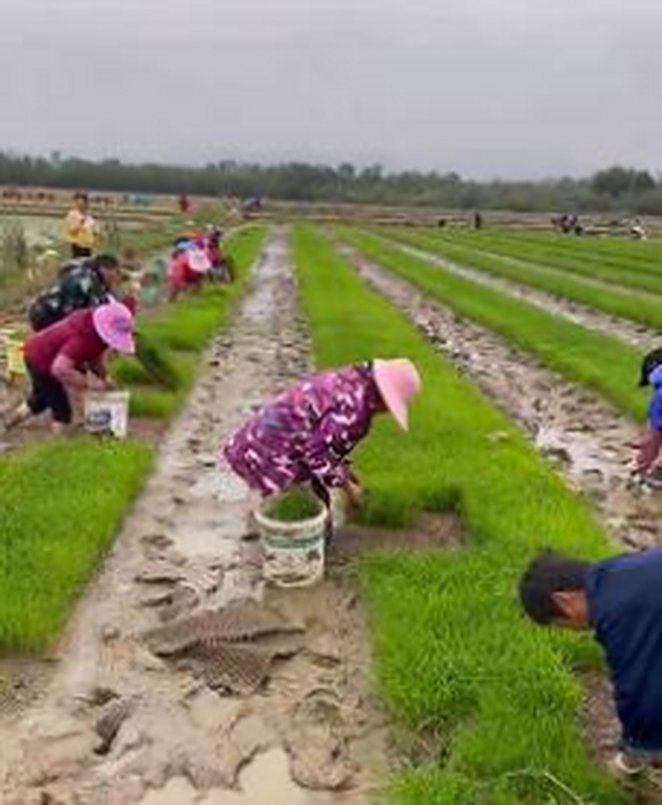抢前抓早！广东丝苗米（南雄）产业园春耕备种进行时