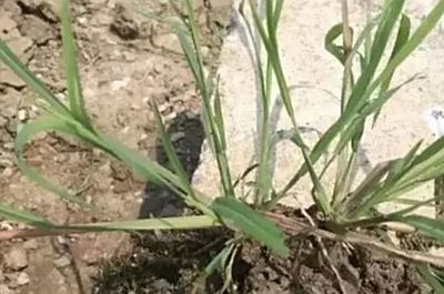 水稻机插与除草一体化技术实现“零天施药”