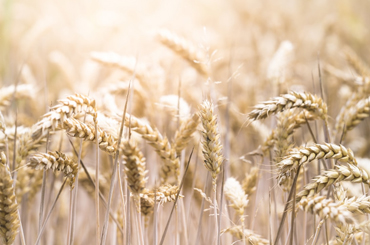 wheat price market: high price of wheat, 