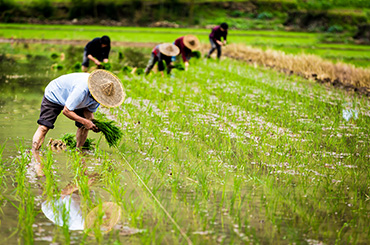 To correct the name of pesticides: it is suggested to modify and perfect..