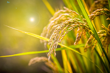 Technical Advice on seed treatment and Weed control of autumn sowing wheat