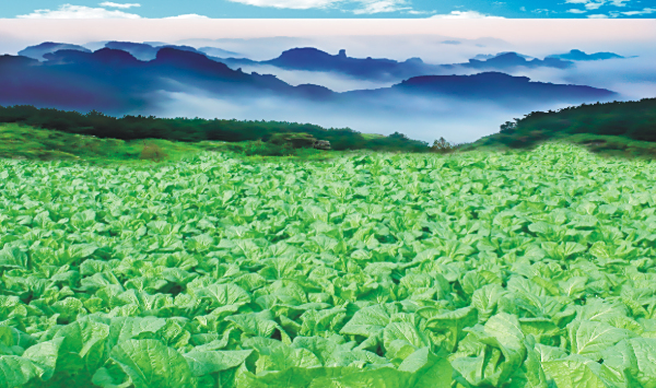 李记产业集团蔬菜基地