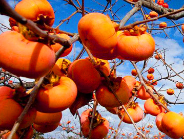 新疆柿饼烘干工程