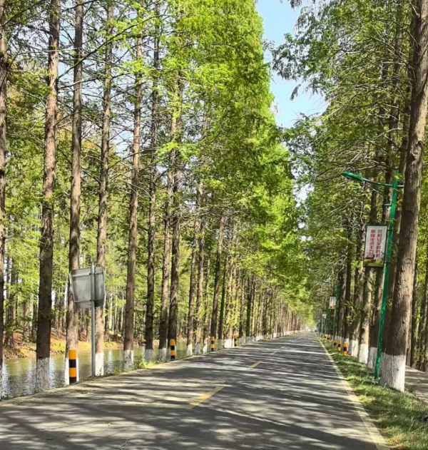 2025年南京莉新网络组织淘宝店铺设计/抖音美工运营部员工春游