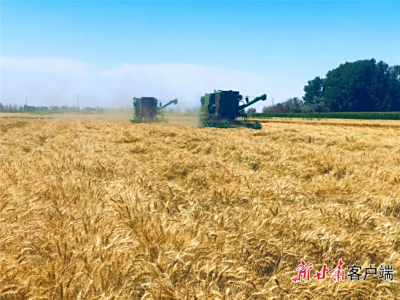 【奮進(jìn)新征程 創(chuàng)造新偉業(yè)】甘肅農(nóng)墾金昌農(nóng)場(chǎng)夏糧豐產(chǎn)豐收