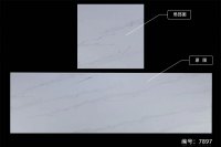 鱼肚系列-7897