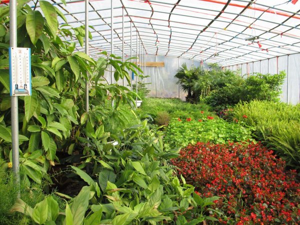 疫情过后的花卉业：过去再也回不去，未来要走向何方