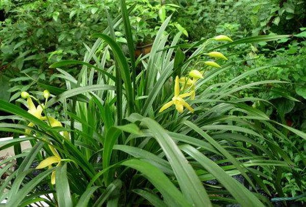 国兰，杂交兰用肥方案2