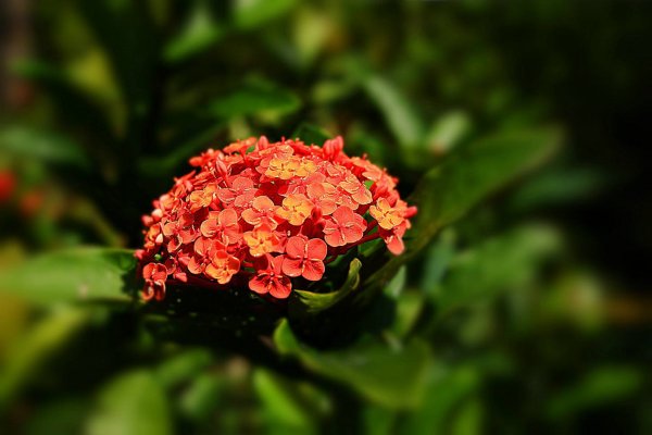 龙船花和基质用肥方案