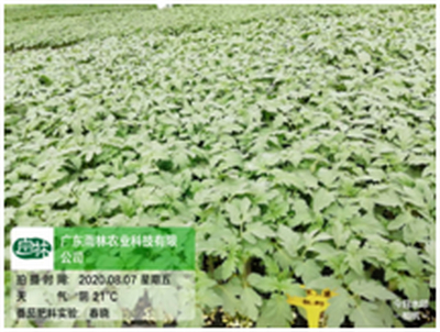 好土、好苗、好肥