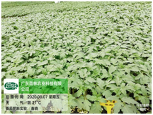 好土、好苗、好肥