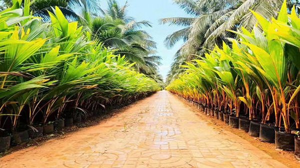 Coconut Seedlings Plantation