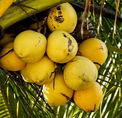 Hainan Golden Coconut