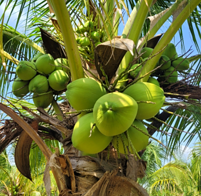 Cambodia Fragrant Coconut