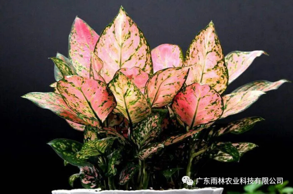 粗勒草前期营养方案实验总结