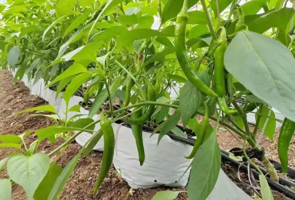 种菜新模式：蔬菜种植袋栽培